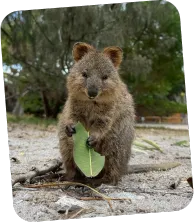 TVG オーストラリア 美容室